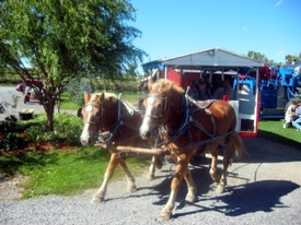 Horse-drawn wagon ride through the vineyards at Harvest Festival